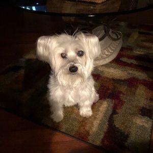 Meet your Posher, Lisa